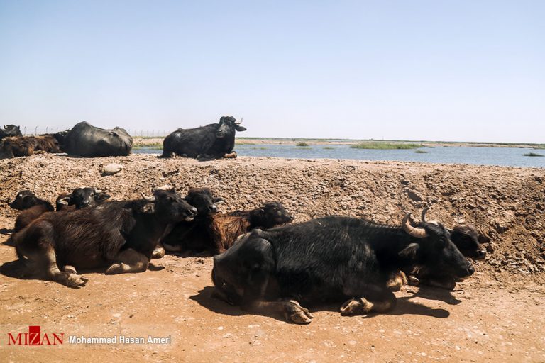 ببینید | تصاویر آخرالزمانی و غم‌انگیز از وضعیت تالاب هورالعظیم