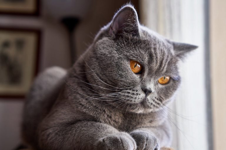 ببینید | واکنش خنده‌دار یک گربه در تقابل ناگهانی با آینه