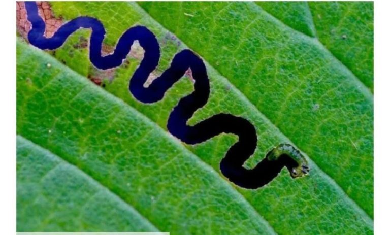 تصاویر | خطاهای دیدی حیرتانگیزی که شما را شگفتزده میکنند!