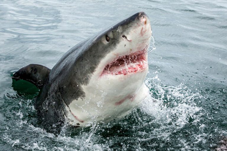 ببینید | حمله باورنکردنی یک کوسه به چترباز نگون‌بخت!