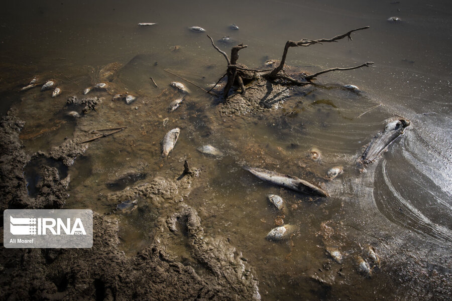 مقصر فاجعه امروز هورالعظیم کیست؛ وزارت نیرو، عراق یا «آبدزدها»؟