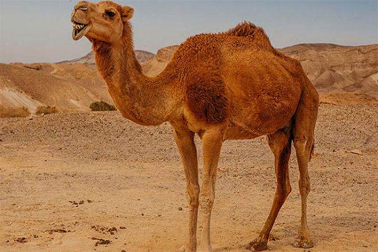 ببینید | آب دادن به شتر در گرمای ۶۰ درجه صحرا