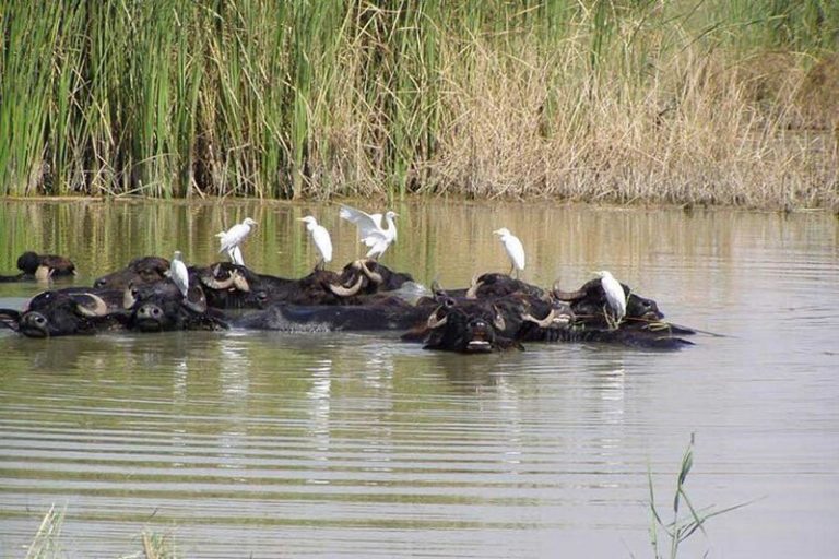 ماجرای عدم پرداخت حق‌آبه هورالعظیم
