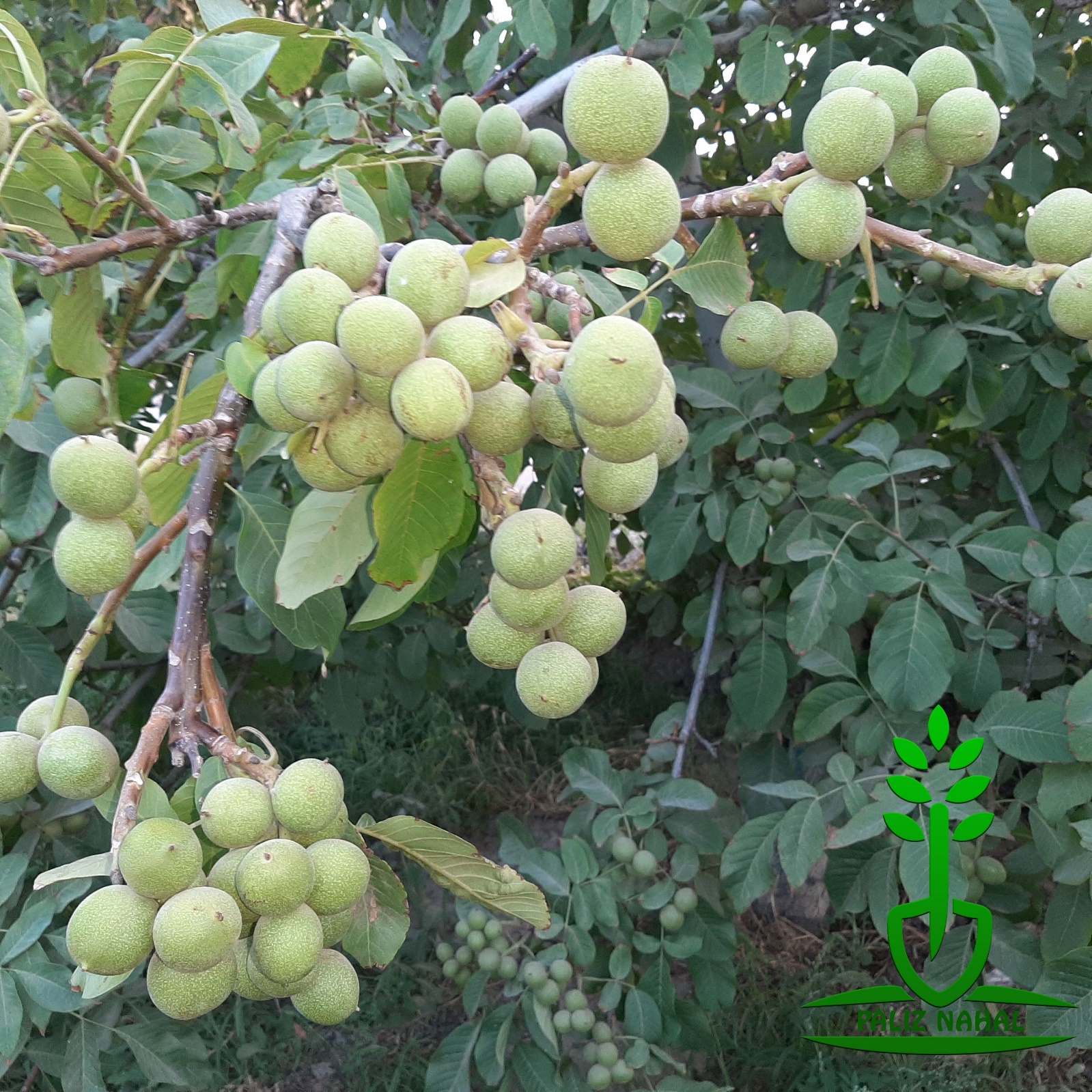 با احداث باغ گردو، میلیونر شوید!