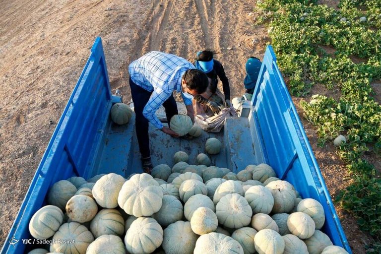 تصاویری جالب و شیرین از برداشت طالبی