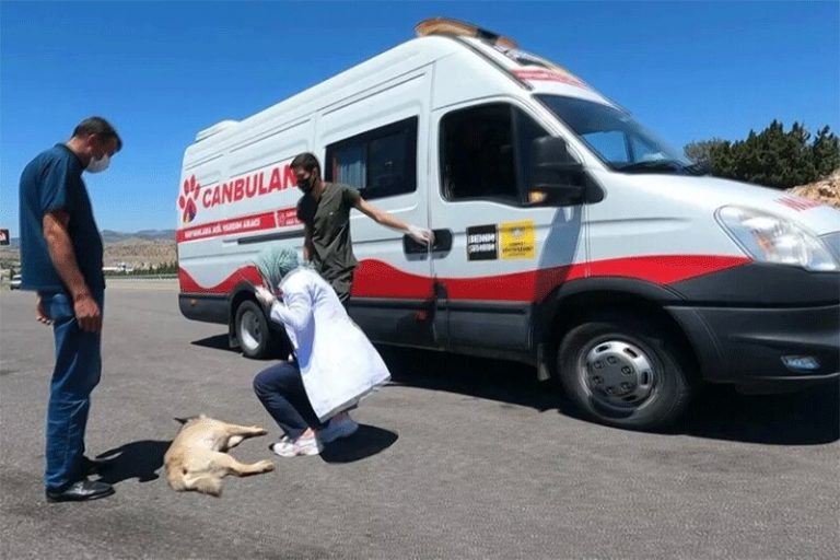 ببینید | طراحی آمبولانسی برای حیوانات آسیب‌دیده در ترکیه!