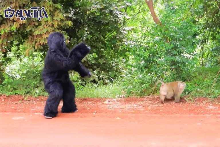ببینید | مرد گوریل‌نما که میمون‌ها تحویلش نمی‌گیرند!