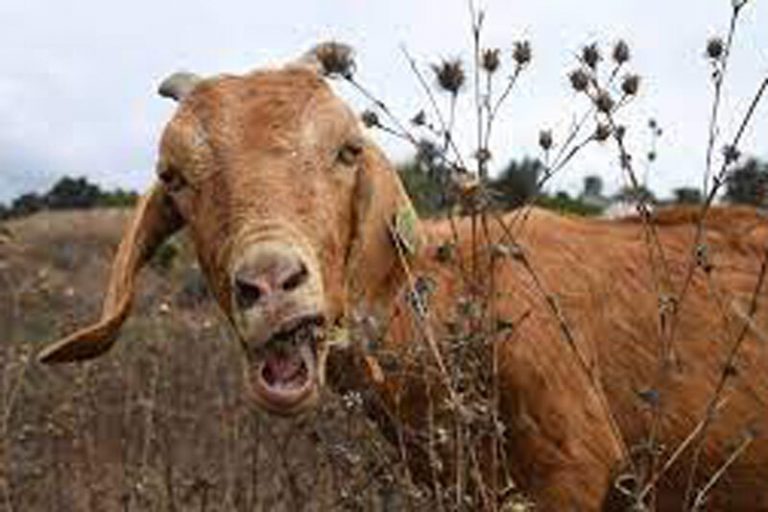 ببینید | اعزام بزهای ضد آتش برای مبارزه با حریق در کالیفرنیا