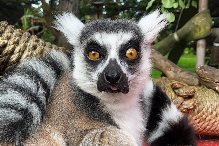 ببینید | تولد دوقلویی از تبار پادشاه جولیان در باغ وحش