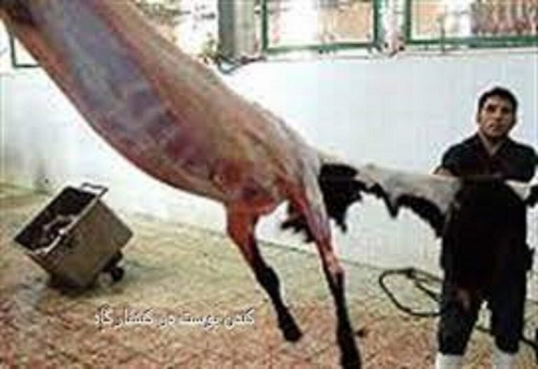 دادستان نور: مشکلات کشتارگاه نیمه صنعتی نور رفع میشود