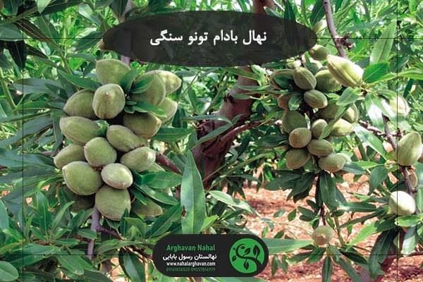 خرید نهال بادام همراه با نکات کلیدی + معرفی 3 رقم پرسود