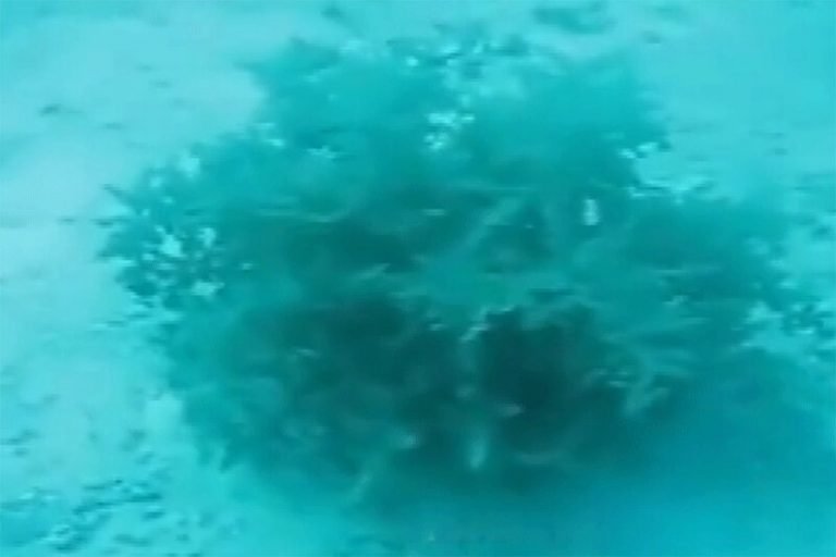 ببینید | گیاهی ترسو که در مواقع خطر ناپدید می‌شود!