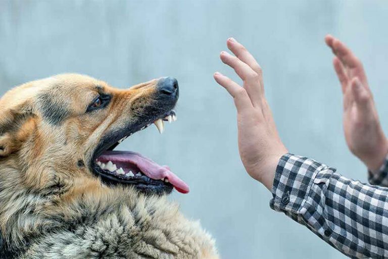 اینفوگرافیک | هنگام حمله سگ‌ها باید چه کاری انجام دهیم؟