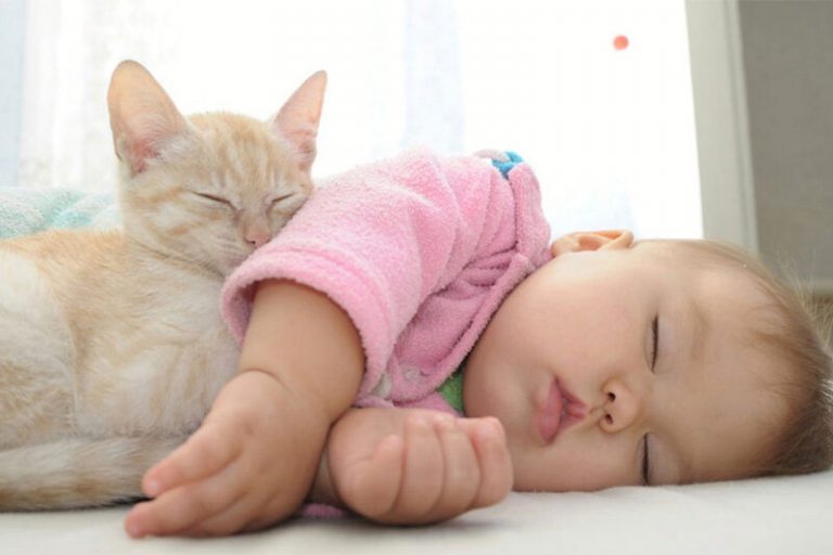 ببینید | تلاش جالب یک گربه برای ایجاد رابطه دوستانه بین فرزندش و نوزاد انسان