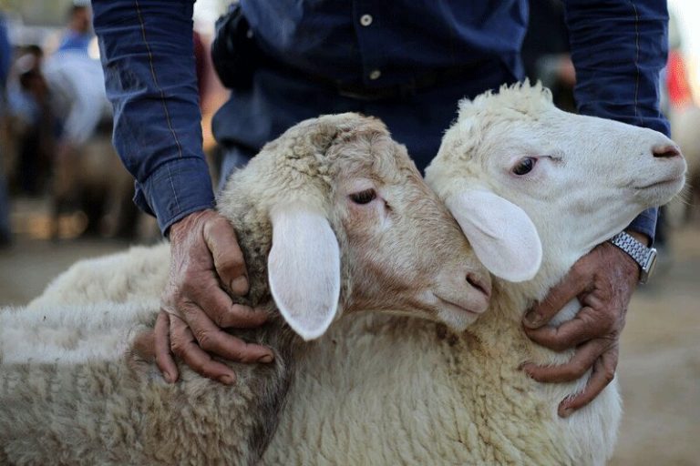 اینفوگرافیک | توصیه‌های کرونایی برای توزیع و مصرف گوشت قربانی