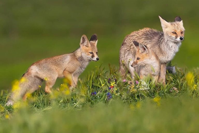 عکس | تصاویری دیدنی از شیطنت بچه روباه‌ها در حیات وحش ایران