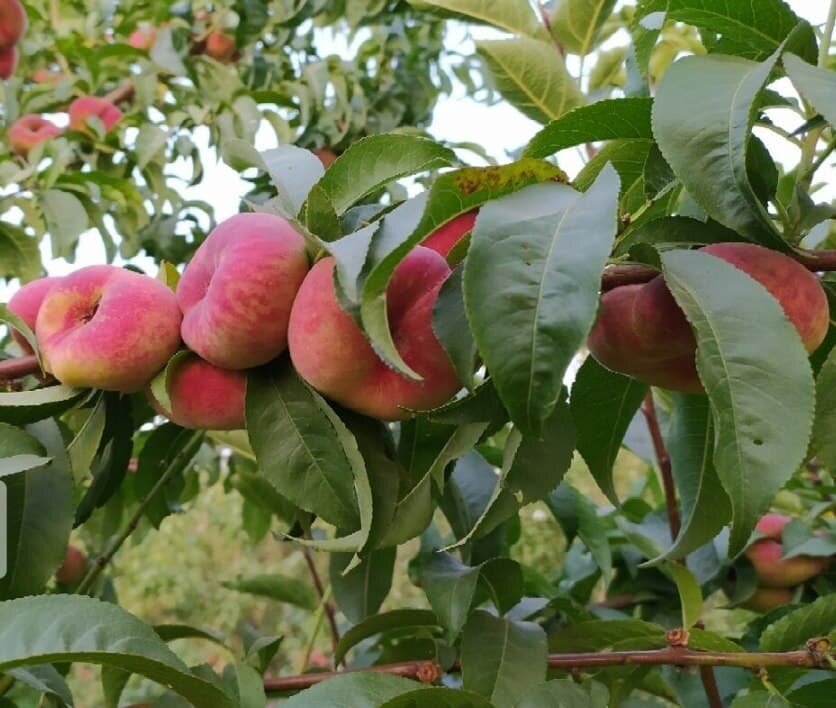 آغاز برداشت ۵۳هزار تن هلو و ۴۱ هزار تن آلو در آذربایجان‌غربی