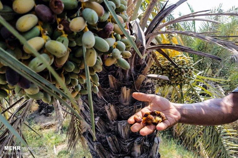 تصاویر | خشک شدن نخلستانهای شادگان خوزستان