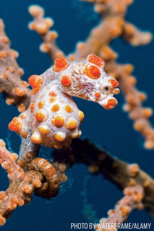 Pygmy Seahorse Facts and Photos | Sport Diver