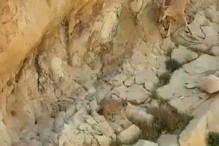 ببینید | لحظه دیدنی از شیرخوردن بزغالههای تازه متولد شده در خائیز