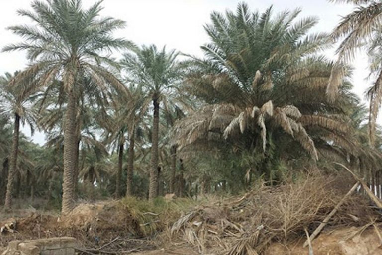 ببینید | بلایی که بیآبی سر مزارع خوزستان آورد