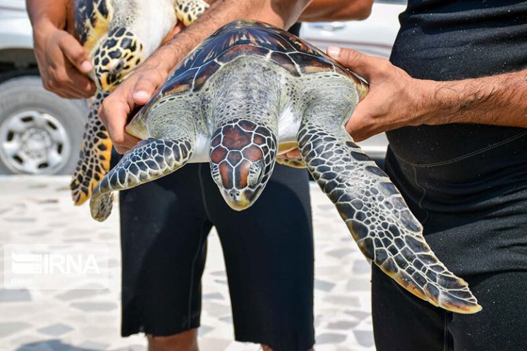 تصاویر | رها سازی ۲ قطعه لاک پشت دریایی در کیش