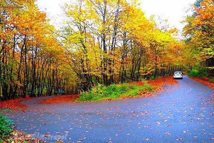 جنگل‌های عجیب و دیدنی در شمال کشور