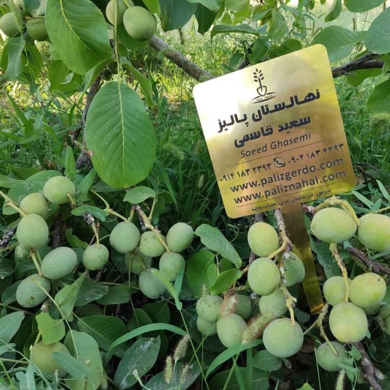 همهی باغداران گردو باید بدانند! همه چیز ازخرید نهال گردو تا کاشت و نگهداری