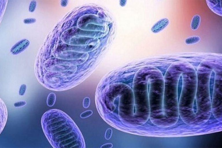 ببینید | اصل مهم در جلوگیری از ابتلا به بیماری قارچ سیاه