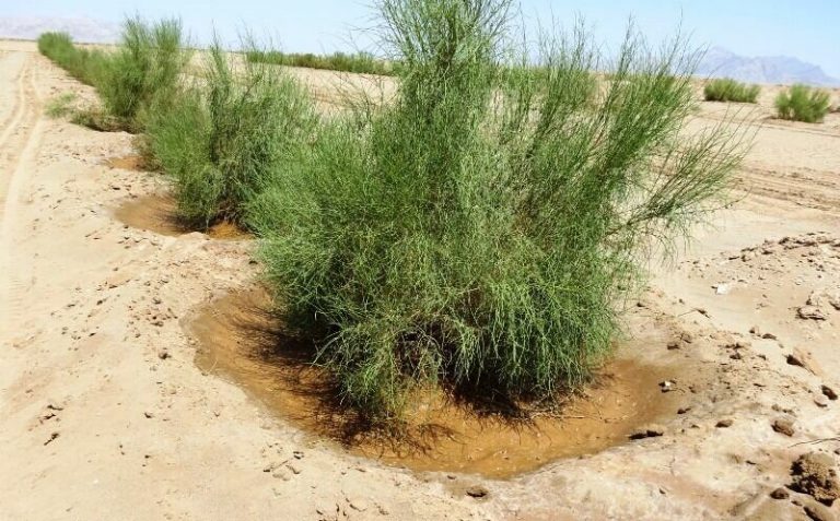 طرحهای بیابانزدایی (نهالکاری) شهرستان آرادان