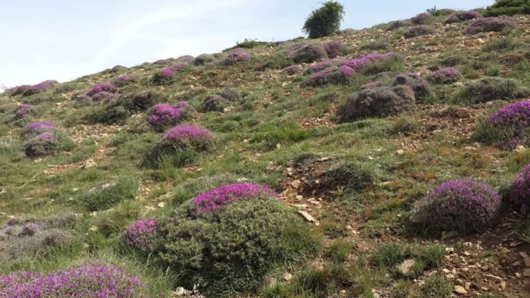 برنامه ریزی جهت توسعه ۲ هزار هکتاری گیاهان دارویی در سال ۱۴۰۰ / برداشت ۲۰ تن گیاه دارویی در بهترین سال آب و هوایی