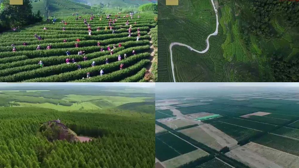 پروژه های جنگل زایی چین
