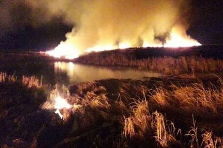 ببینید | ادامه آتش سوزی در نیزارهای تالاب انزلی