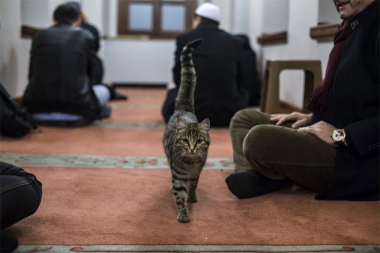 ببینید | ورود یک گربه به مسجدی در استانبول در هنگام قرائت قرآن توسط امام مسجد