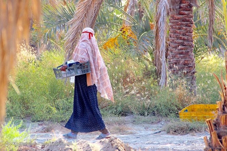 تصاویر | نگاهی متفاوت به برداشت رطب از نخلستانهای جنوب کشور
