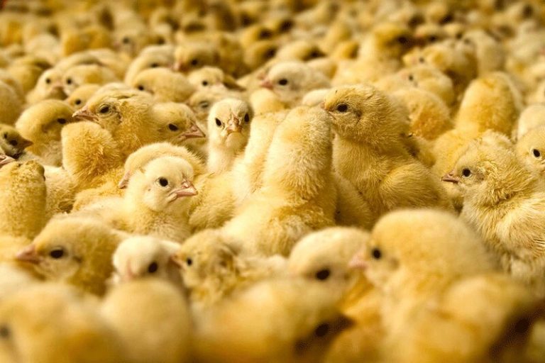 ببینید | دلیل اصلی گرانی قیمت مرغ چیست؟