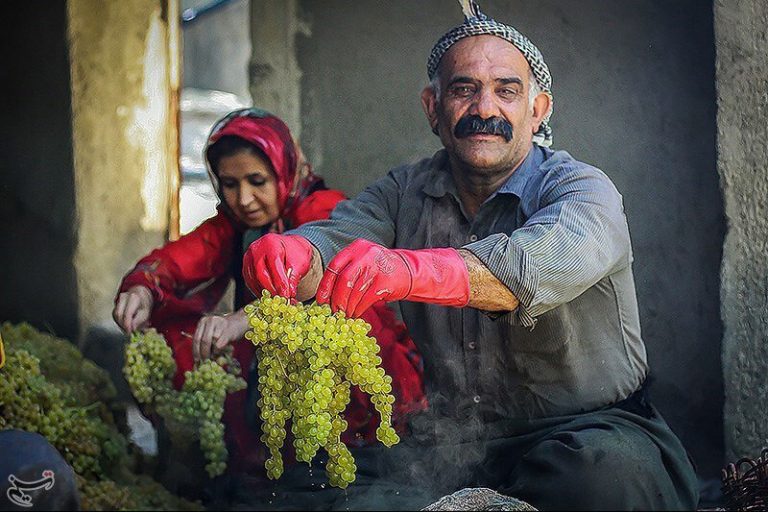 تصاویر | کشمشگیری به روش سنتی در کردستان