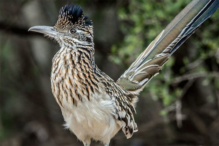 ببینید | نگاه عاقل اندر سفیه یک پرنده به فاجعه زیست محیطی ترامپ