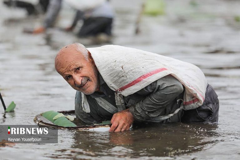 تصاویر | مراسم ماهیگیری دسته جمعی در بابلسر