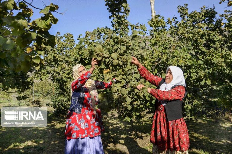 تصاویر | فندق چینی در باغهای کوهستانی گیلان