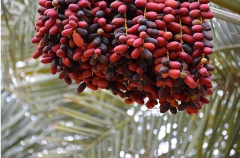 جایگاه جهانی خرمای ایران، موانع و راهکارها