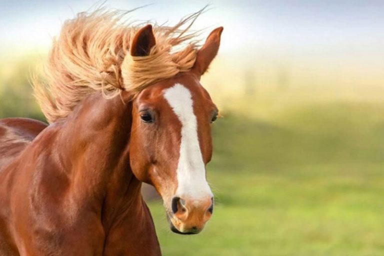 ببینید | لحظه عجیب راه رفتن یک اسب روی ۲ پا!