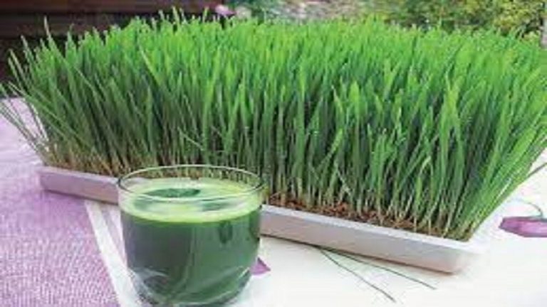 خواص فراوان سبزه گندم برای سلامتی/ چگونه سبزه گندم را مصرف کنیم؟
