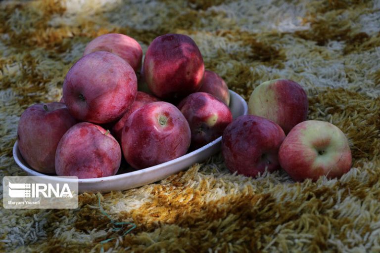 تصاویر | برداشت سیب سرخ