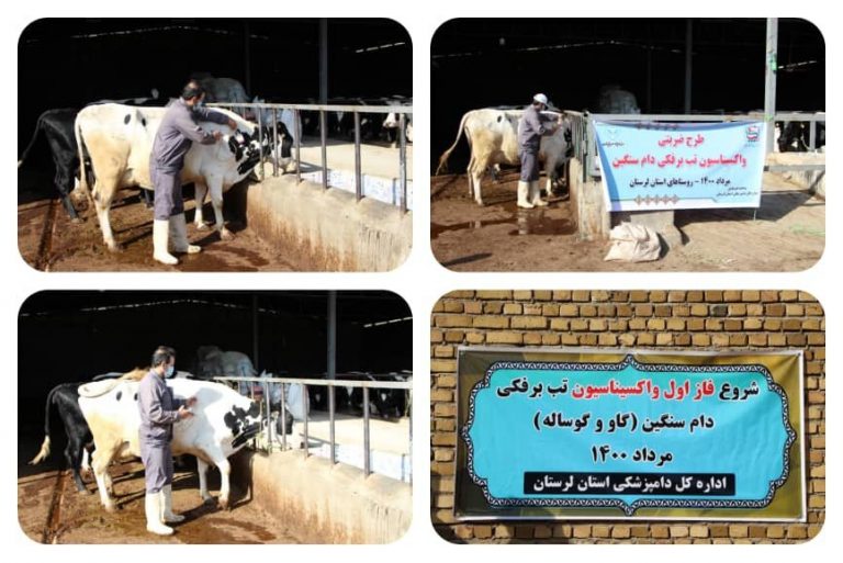 پایان واکسیناسیون تب برفکی دام سنگین در لرستان