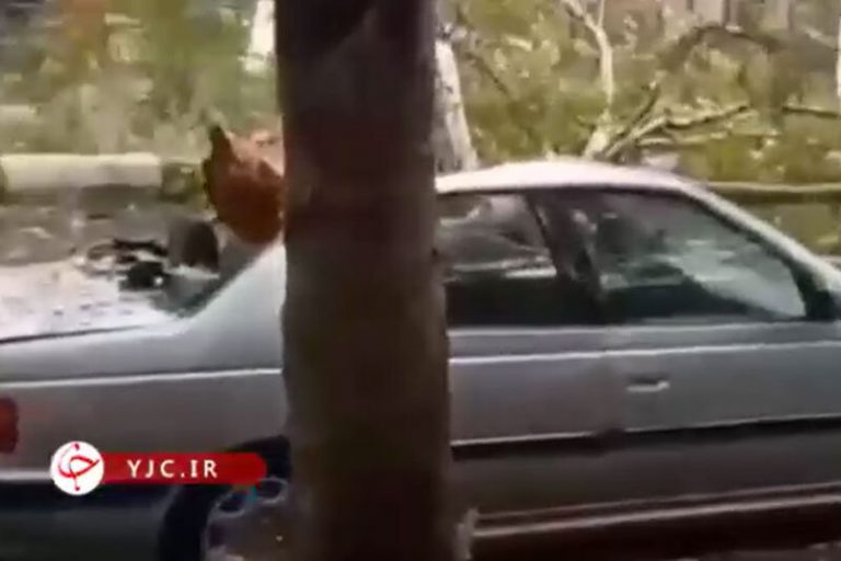 ببینید | لحظه سقوط درخت بر روی پژو پارس در گرگان