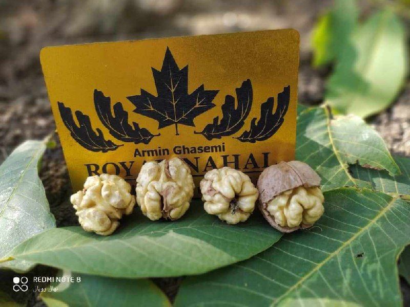 با ویژگی بهترین گردوی ایران ، گردو رویال آشنا شوید + نحوه خرید