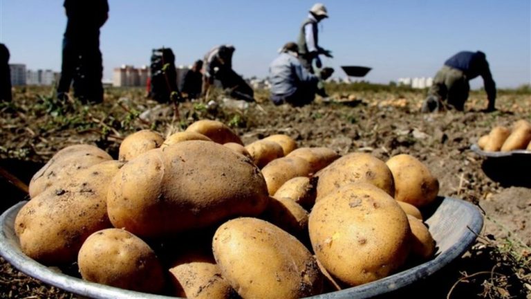سیب زمینی و پیاز در یک سال چقدر گران شدند؟