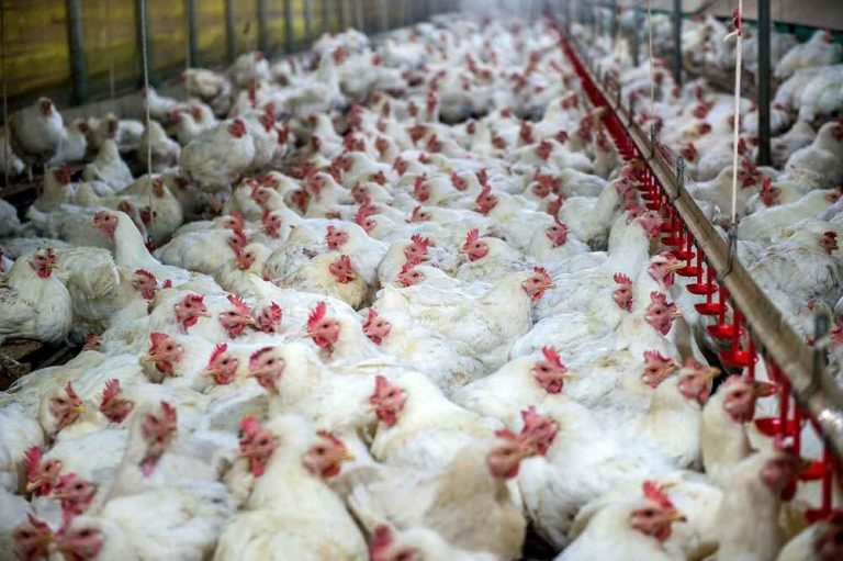 مرغها تریاکی شدهاند؟ نظر یک دامپزشک مسئول