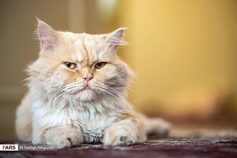 تصاویر | موزهای برای گربههای ایرانی